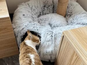 Plush Cat Bed with Tunnel for Indoor Cats Multifunctional