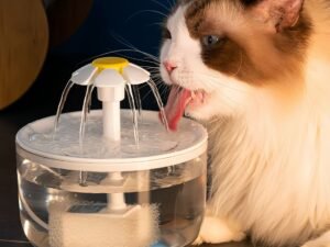 Fontaine d’eau automatique pour chat avec filtre USB – Abreuvoir transparent silencieux pour animaux