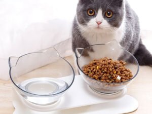 Double Bol pour Chat – Mangeoire Surélevée Antidérapante pour Nourriture et Eau