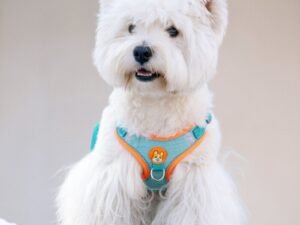 Harnais Réfléchissant Réglable pour Chiens et Chats – Confort et Sécurité en Promenade