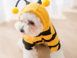 Sweat à Capuche pour Chiens – Costume de Transformation des Abeilles pour Automne et Hiver