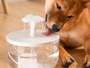Fontaine d’eau automatique pour chat avec filtre USB – Abreuvoir transparent silencieux pour animaux